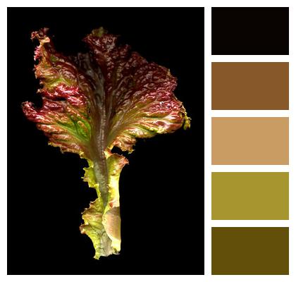 Food Salad Red Lettuce Leaf Image